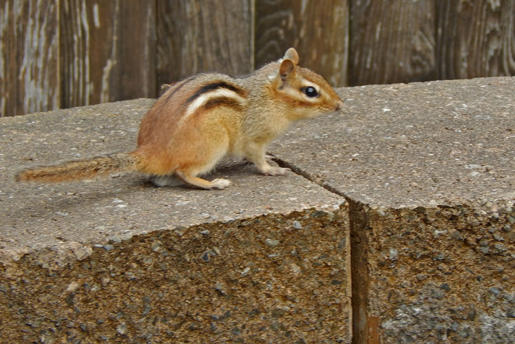 Chipmunks, Chipmunk Trapping & Removal - VA Wildlife Removal