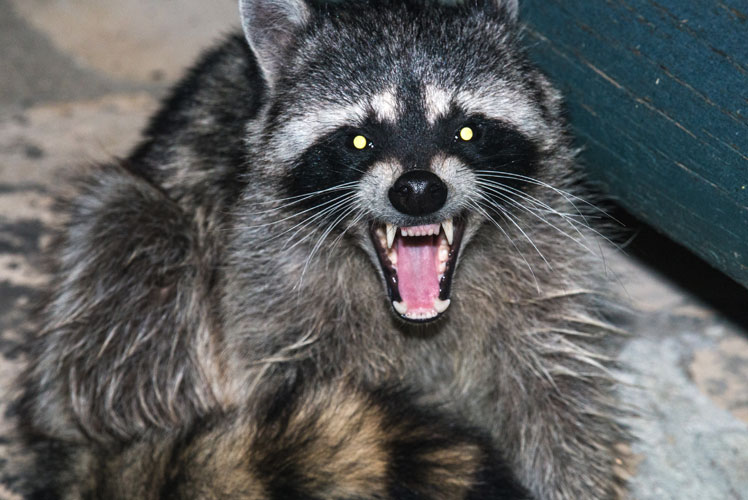 Arizona Wildlife Control Solutions - Wildlife Removal in Phoenix, AZ