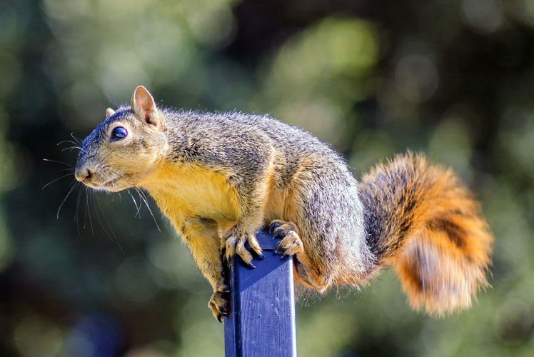 How Much Does Squirrel Removal Cost?
